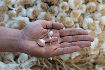 seller holding garlic grains in palm in front of garlic background.