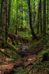 Peat bog forest Red Creek (Crveni potok)  on Tara mountain in Serbia