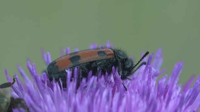 Are swaying in wind Anthocomus equestris, Collops is a genus of soft-winged flower beetles in the family Melyridae, sitting on thistle flower with bee. Red black stripes