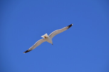 
seagulls flying free in the blue sky