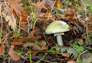 Fototapeta premium Amanita phalloides comúnmente conocida como hongo de la muerte o el casquete de la muerte, es un hongo venenoso mortal. Seta encontrada en un bonito robledal en otoño en Madrid, España.