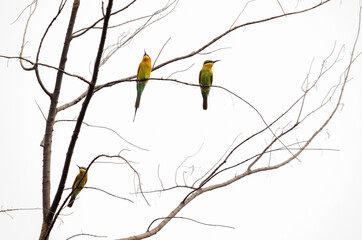 Blue-tailed Bee -eater bird, bee-eater bird, blue tailed bird