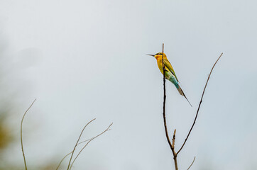 Blue-tailed Bee -eater bird, bee-eater bird, blue tailed bird
