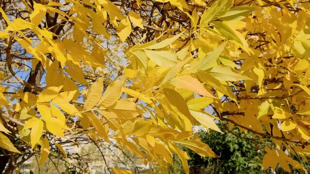 Leaves on the trees moved by the wind