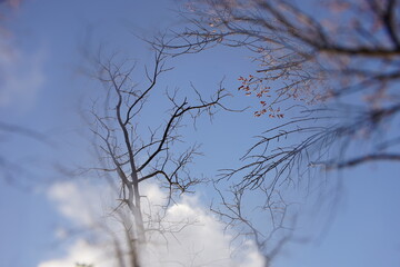 Bare tall trees on a background of blue sky with white clouds