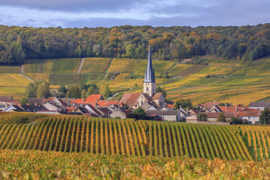 Champagne, the vineyards around Chamery	