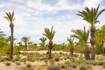 Fototapeta premium Palm trees on sea coast