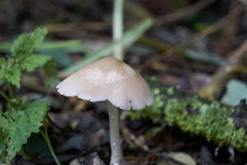 Agaric des bois , champignon comestible .
