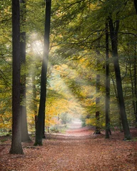 Fotobehang Sun light beams shining on a path in an autumn forest on the Utrechtse Heuvelrug in The Netherlands © dropStock