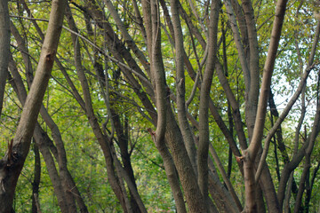 Grey trees on green background