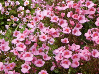 pink flowers