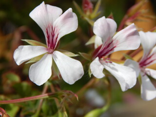 pink flower