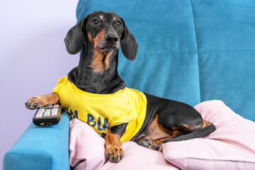 Lazy dachshund dog in yellow t-shirt is lying on couch on the pillow at home with remote control...