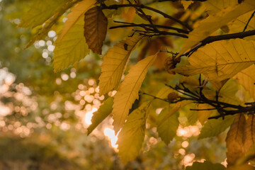 Yellow autumn leaves in a forest. Close-up, selective focus
