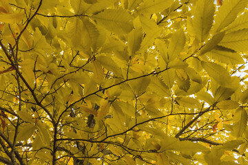 Yellow leaves of a tree in autumn in a forest