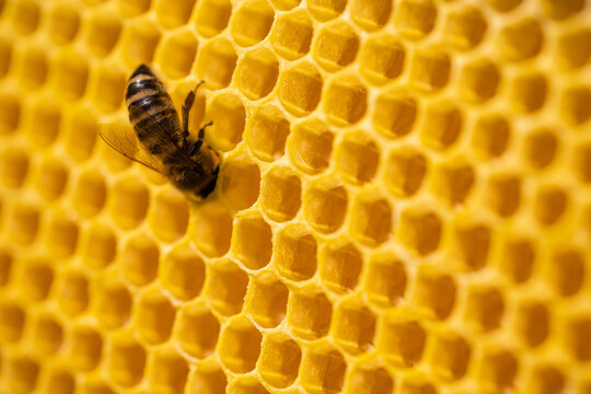 Worker bee processes pollen and pumps honey into comb. Apiary. Life of apis mellifera. Concept of honey, apiculture, beehive, insects.