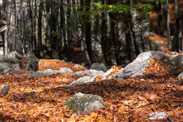Riserva naturale la Camosciara- Autunno-Abruzzo-Italia