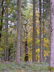 trees in the autumn forest