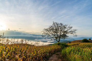 Fototapeta na wymiar Natural Landscape Scenery View of Countryside and Corn Terrace Farming in The Foggy Sunrise.