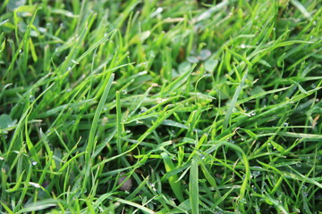 green grass background on meadow with drops of water dew close-up. Beautiful artistic image of purity and freshness of nature, copy space.