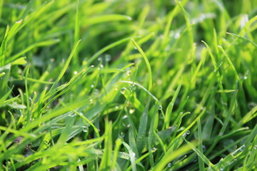 green grass background on meadow with drops of water dew close-up. Beautiful artistic image of purity and freshness of nature, copy space.