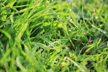 green grass background on meadow with drops of water dew close-up. Beautiful artistic image of purity and freshness of nature, copy space.