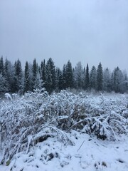 snow covered trees in the mountains