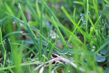 green grass background on meadow with drops of water dew close-up. Beautiful artistic image of purity and freshness of nature, copy space.