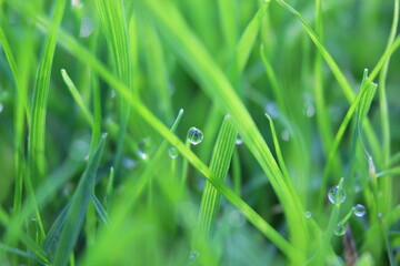 green grass background on meadow with drops of water dew close-up. Beautiful artistic image of purity and freshness of nature, copy space.