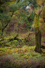 Hiking through dense woods as jungle with many different plants growing around Elbe river small creek in Autumn colors, Magdeburg, Germany.
