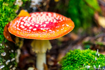 Fliegenpilz