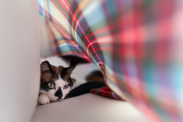 gato blanco y negro con ojos azules se esconde debajo de una manta colorida