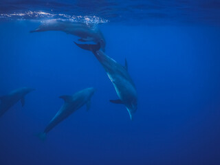 dolphins swimming in a swarm in the blue sea