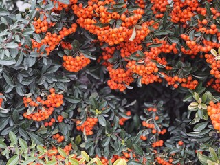 orange pyracantha berries bushes close up