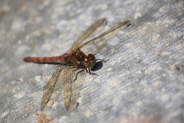 dragonfly red veined darter, these red dragonfly is common in the UK 