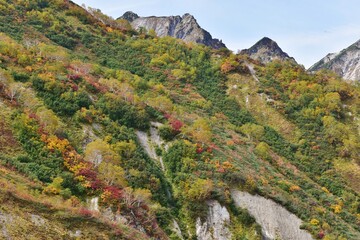 絶景紅葉の北アルプス白馬 栂池自然園 Wall Mural Wallpaper Murals 恒享 青木 絶景紅葉の北アルプス白馬 栂池自然園 Wall Mural Wallpaper Murals 恒享 青木