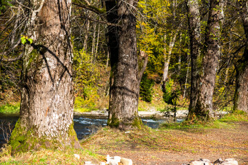 Colorful foliage in the autumn park