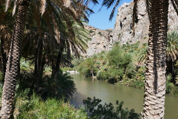 Palmen am Fluss in Paralia Preveli auf Kreta am Mittelmeer in Griechenland
