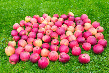 Many fresh red yellow apples lying on grass