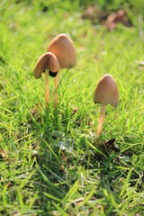 magic mushrooms  or liberty cap mushroom hallucinogenic growing against grass background with copy space 