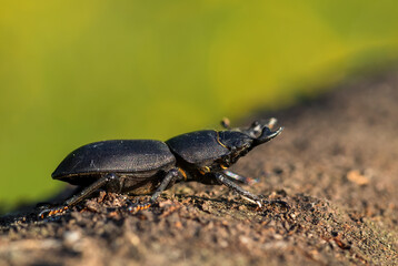 Lesser Stag Beetle - Dorcus parallelipipedus, beautiful small black beetle from European forests and woodlands, Zlin, Czech Republic.