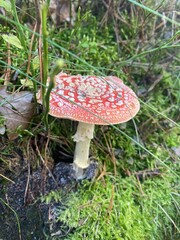 fly agaric mushroom