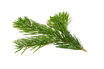 Branch of Nordmann Fir Christmas Tree. Green spruce or pine branch with needles. Isolated on white background. Close up top view.