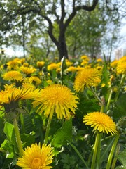 dandelions in the meadow