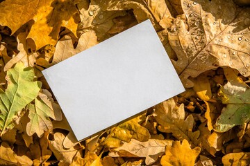 Naklejka na ściany i meble Autumn background-a sheet of white paper on a background of fallen oak leaves 