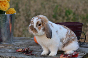 Brown and White Holland Lop bunny Rabbit