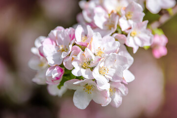appletree blossom branch in the garden in spring