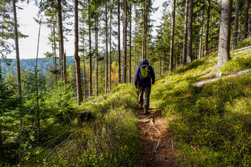 Obraz premium Wandern im Wald im Fichtelgebirge