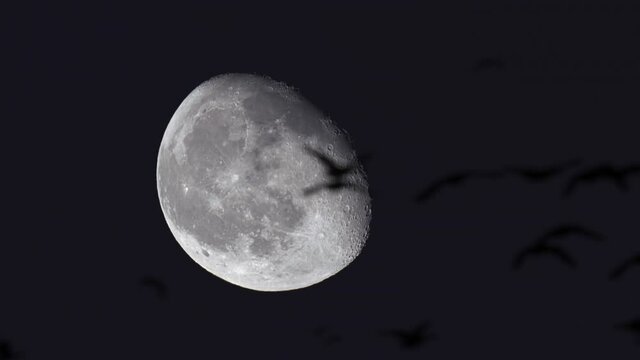 Silhouettes of birds flying against a large Moon with visible craters.