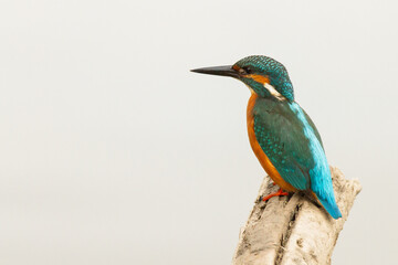 Martín pescador ( Alcedo atthis), posado sobre el tronco.